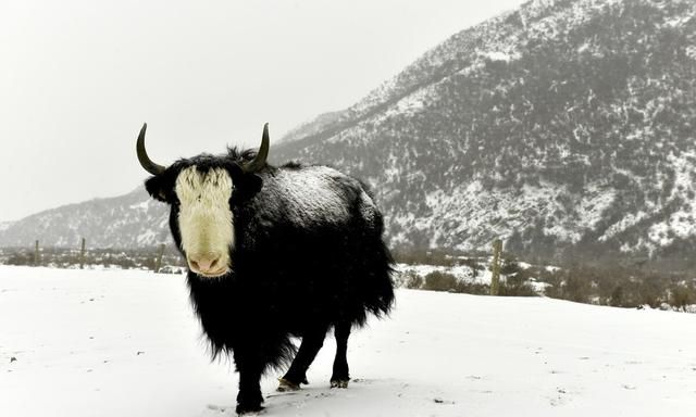 冬季雪峰草地时动物的救命草图3