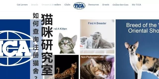 怎么注册tica猫舍图1