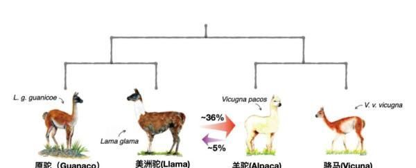 羊驼,究竟是羊还是驼羊驼，神兽羊驼究竟是羊还是驼图17