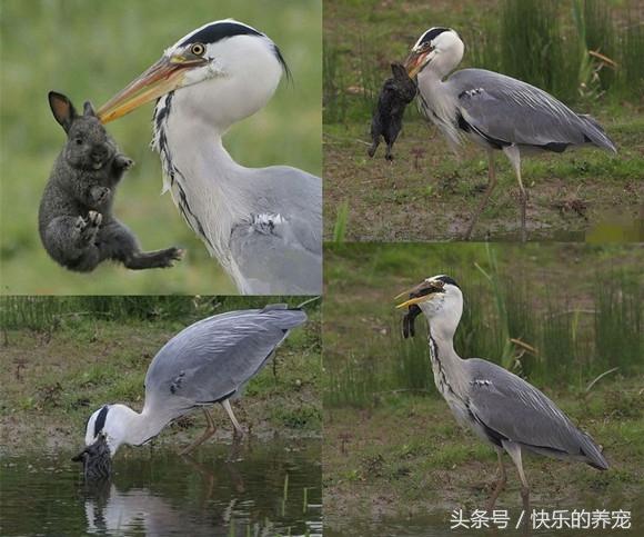 动物法则手游(图2)