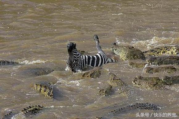 动物法则手游(图16)