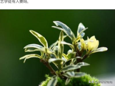 我的开心花园app(图5)